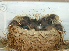 Baby Swallows - Andorinhas.