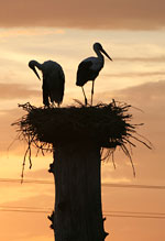 Nesting storks at sunset.